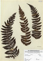 藏品(柄囊蕨)的圖片